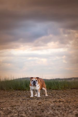 An English bulldog stands on dirt trail under dramatic cloudy skies at sunset.
