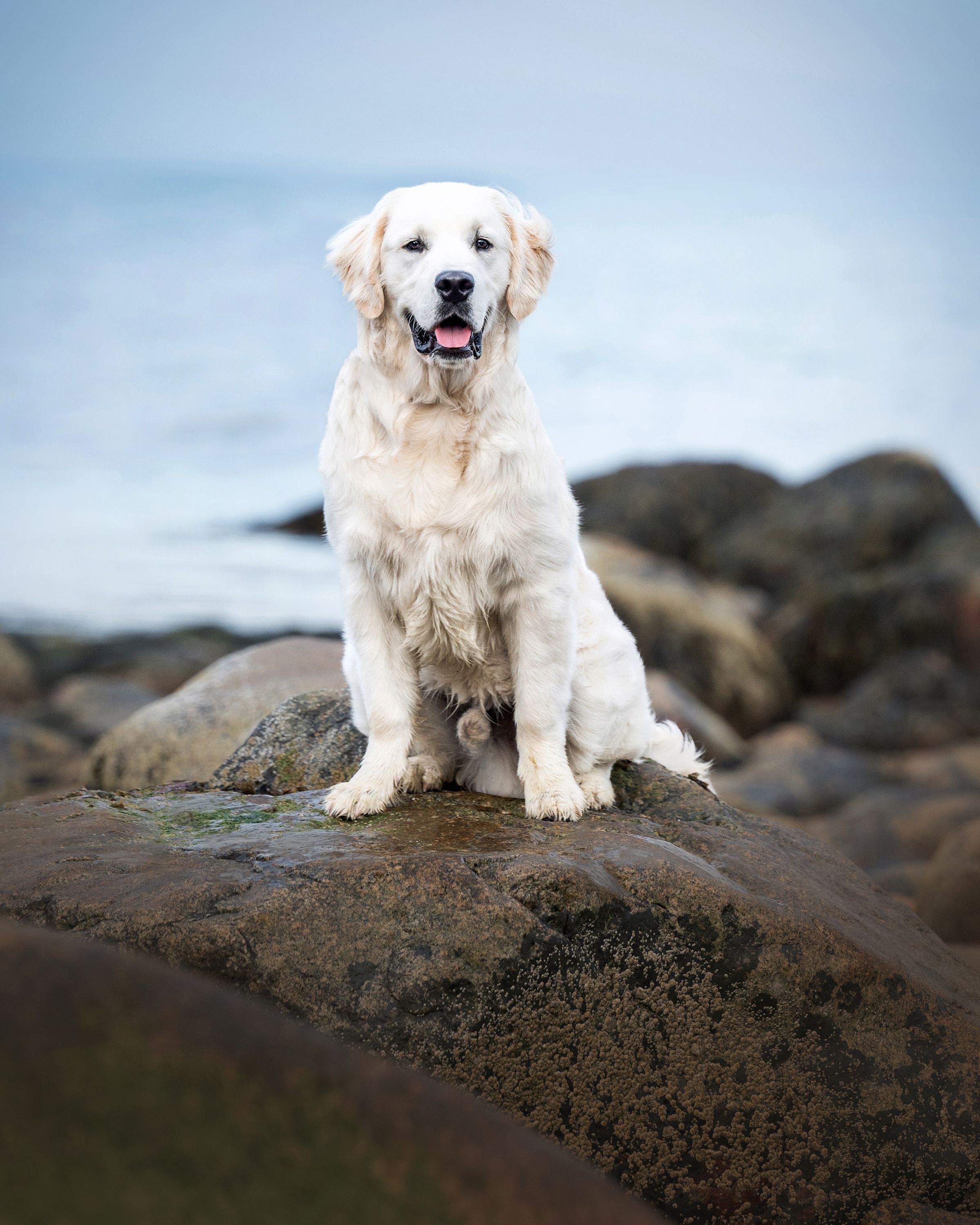 A happy Golden Retriever sits regally on coastal rocks against a blue sky background.