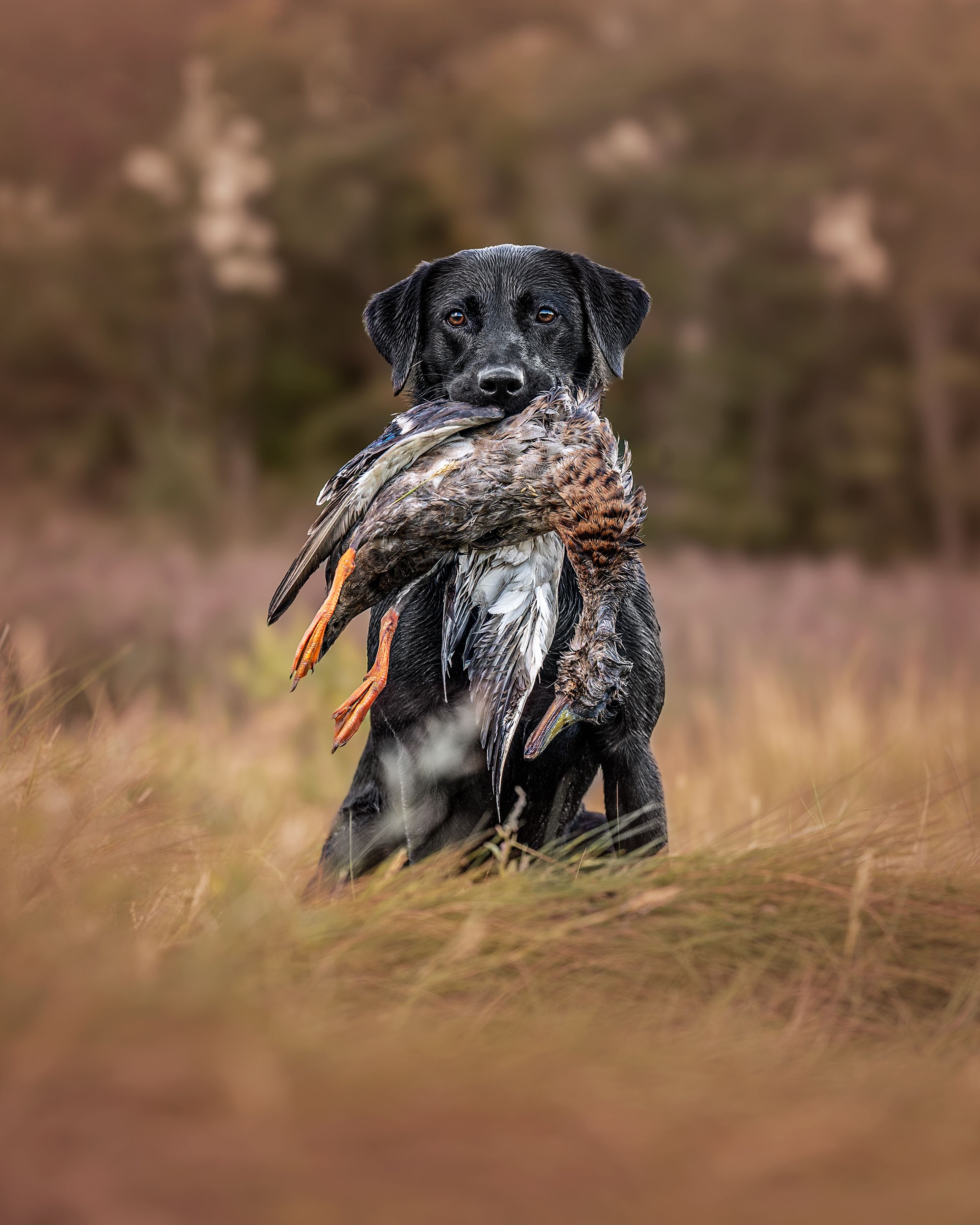 A black hunting dog proudly holds a bird in its mouth while standing in tall grass.