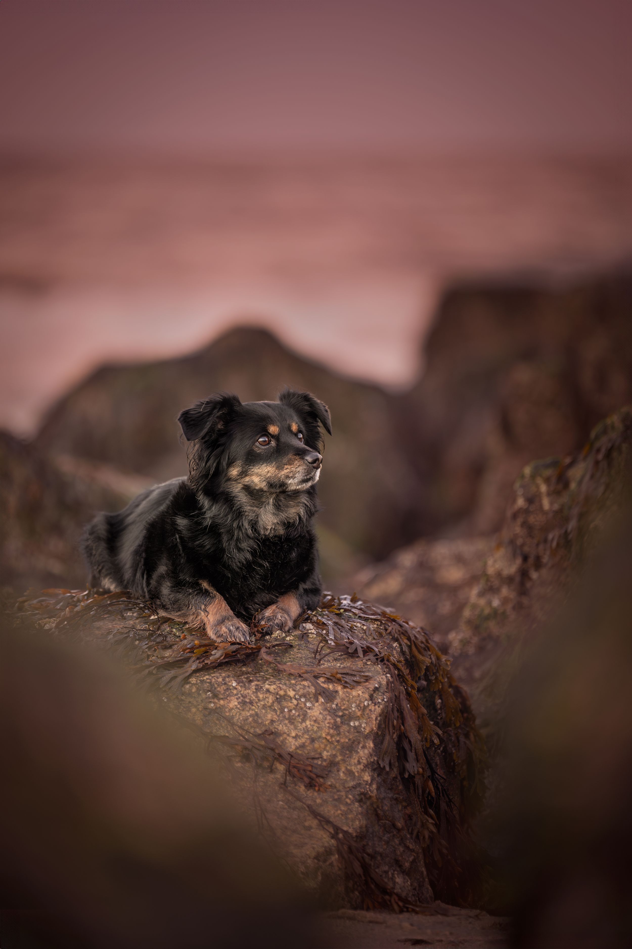 A black and brown dog rests on rocky terrain during sunset.