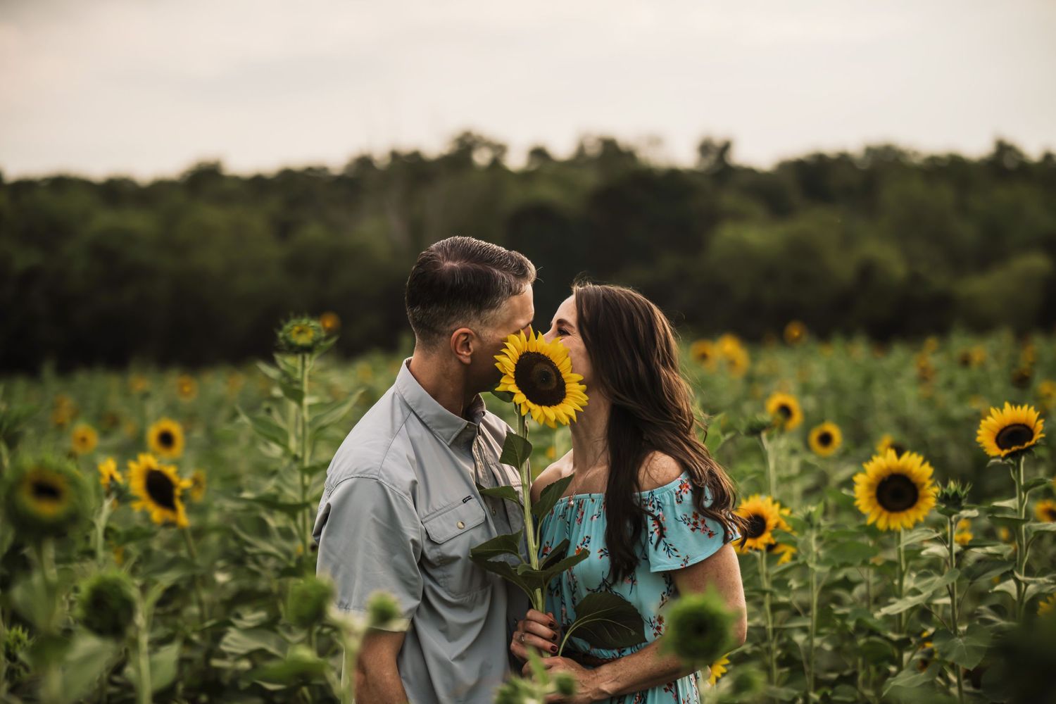 A couple shares a romantic moment in a field of bright yellow sunflowers.