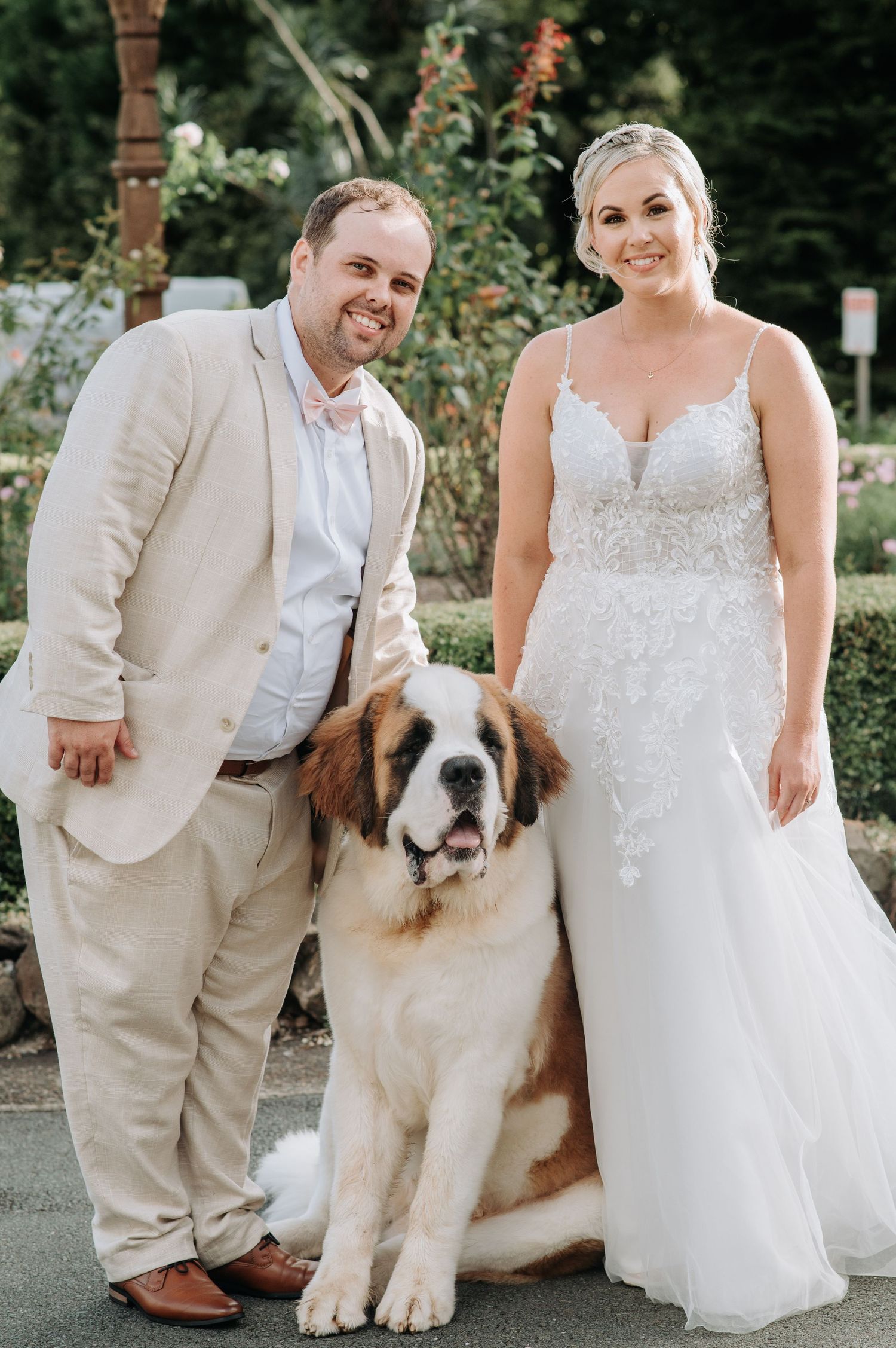 A wedding couple poses with their Saint Bernard dog in a garden setting.