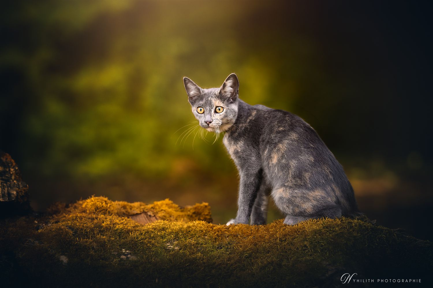Photo chat dans les bois – Photographe chat à 55100 VERDUN
