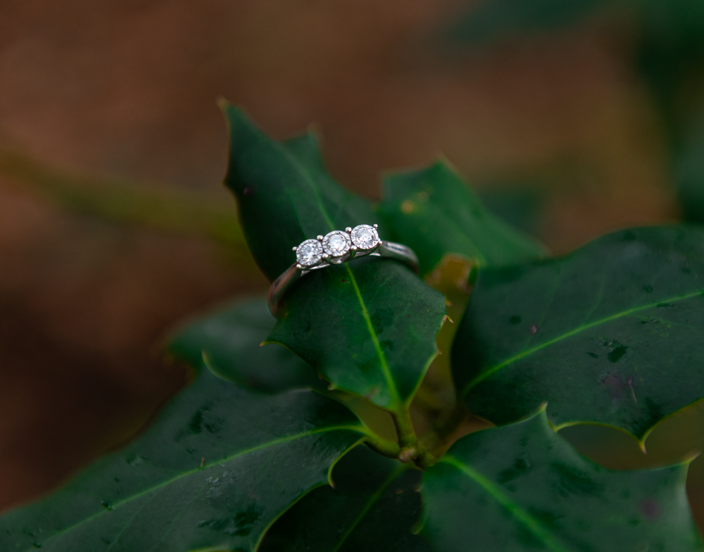 ring on Holly leaves