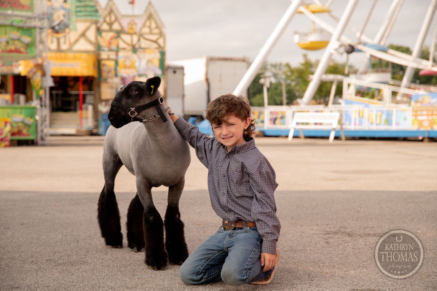 A small grey show animal stands with handler at county fair with rides in background.