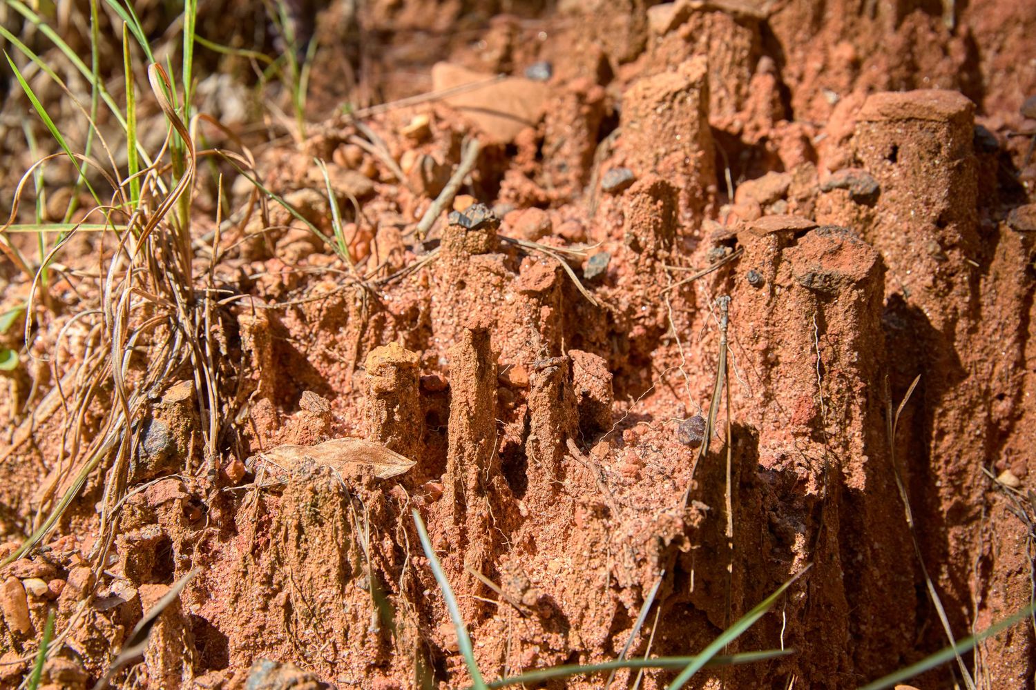 Close-up of eroded red clay soil with grass blades.
