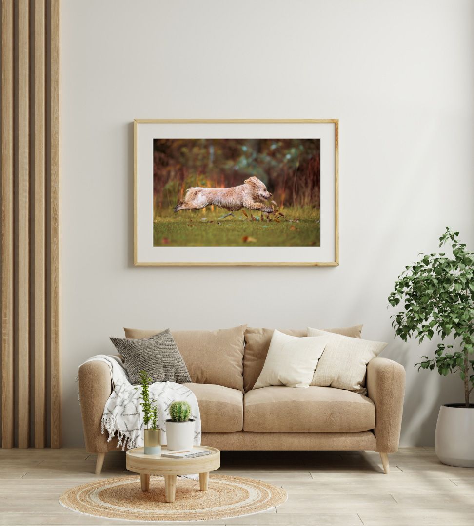 pomeranian cross poodle running trough the autumn leaves
