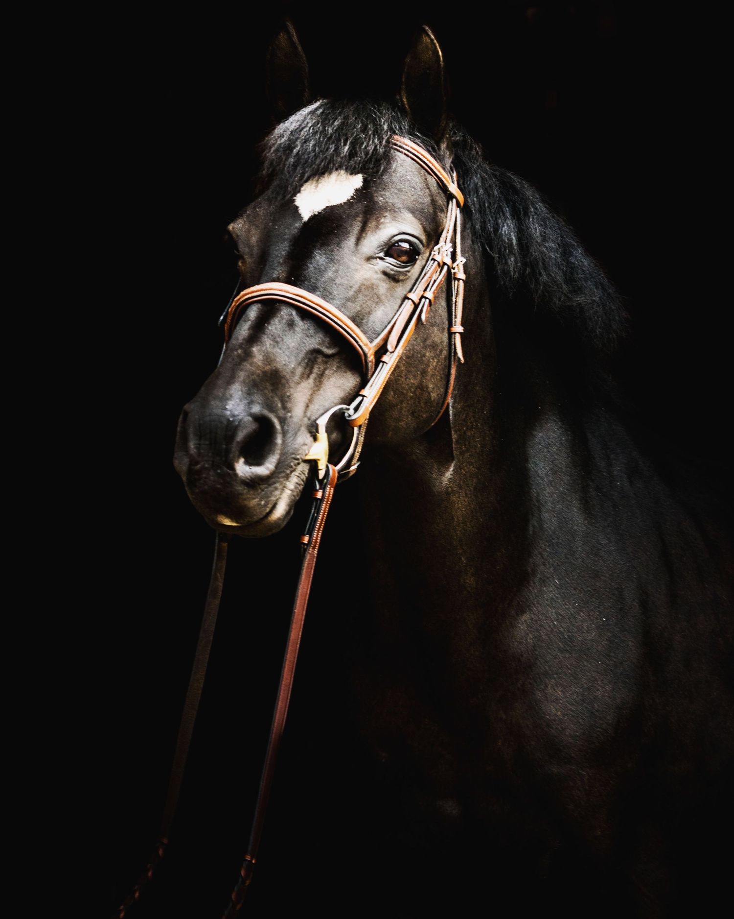 A dark horse with white markings on its face wearing a leather bridle against a black background.