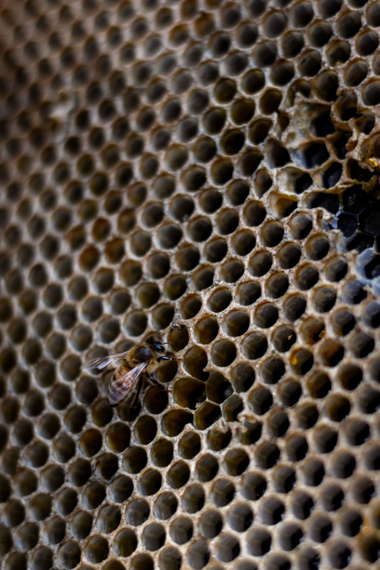 close up of a bee's honeycombs with a honey bee on the bottom left