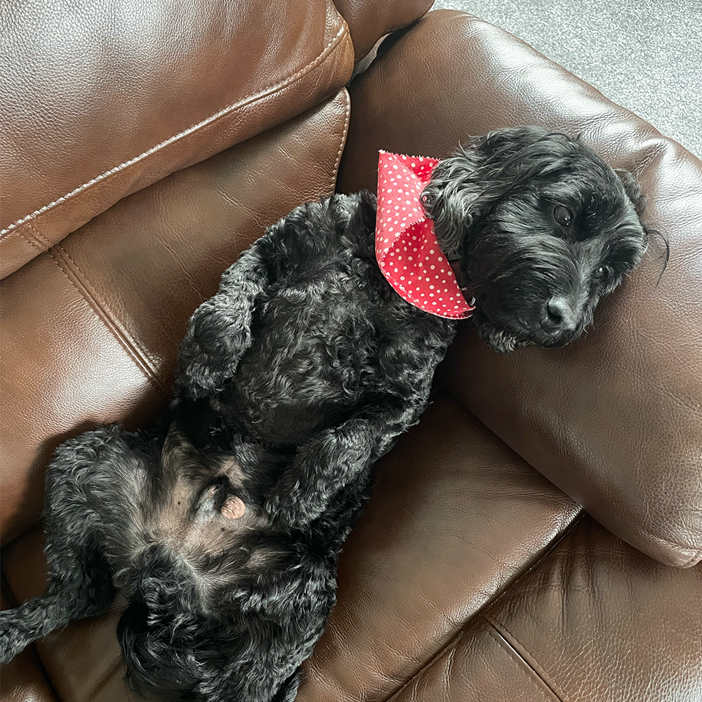 Black dog wearing a red bandana lounges comfortably on a brown leather couch.
