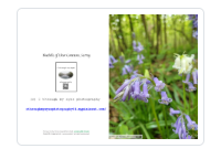 Bluebells greeting card landscape photography gift.