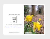 Daffodils greeting card landscape photography gift.