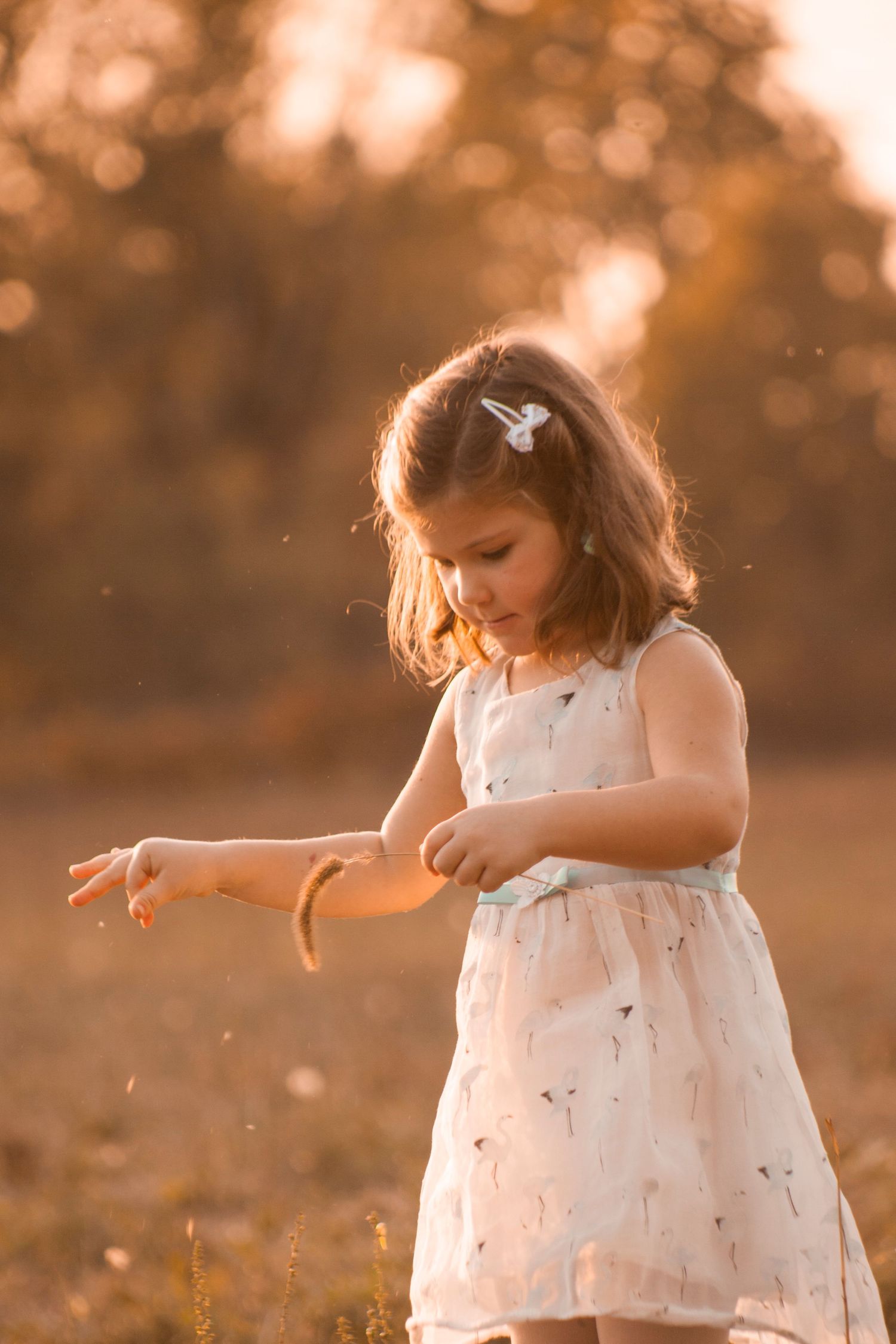 bimba con spiga, sessione famiglia, sessione fotografica in esterna a Peschiera Borromeo, sessione baby provincia Milano, campi, tramonto