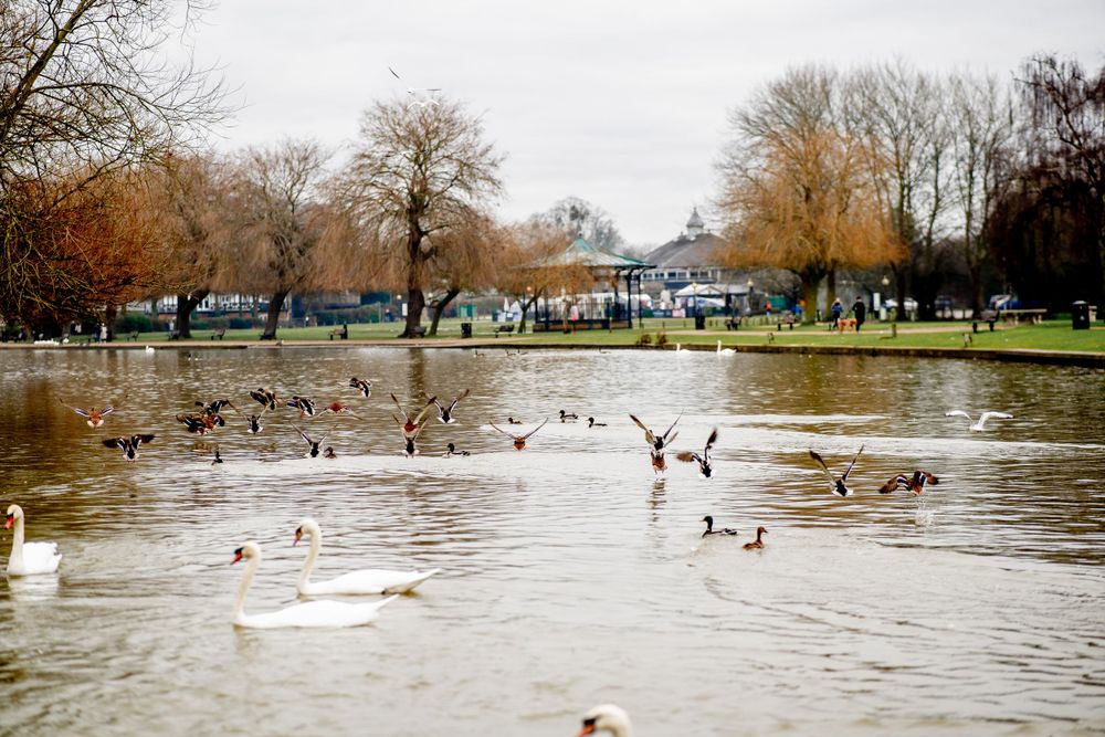 Ducks swimming in a flooded park pond with autumn trees and buildings in the background.