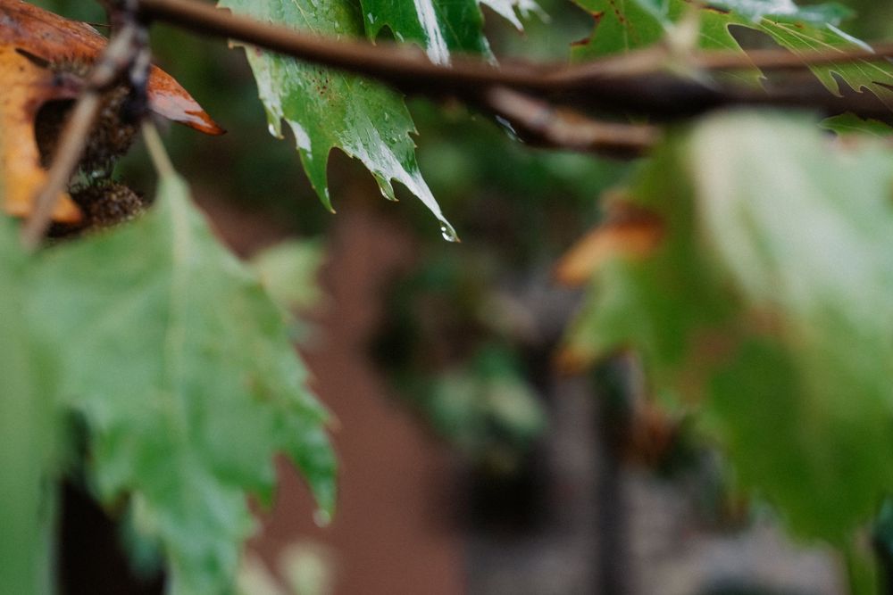 Close-up of green maple leaves on a blurred natural background.