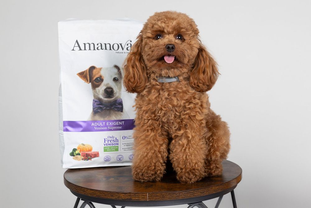 Perro Caniche Toy marrón junto a un saco de comida para perros adultos de la marca Amanova sobre un taburete de madera.