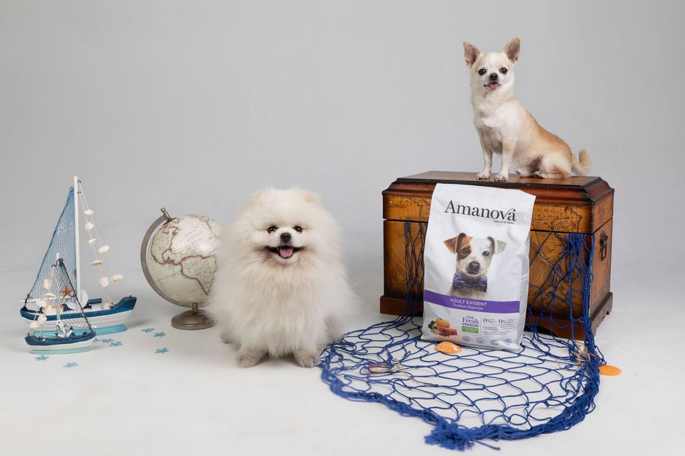 Pomerania blanco y chihuahua posando con decoración marinera y producto Symbioca. Fotografía canina de producto por Daniel Giménez Barcelona
