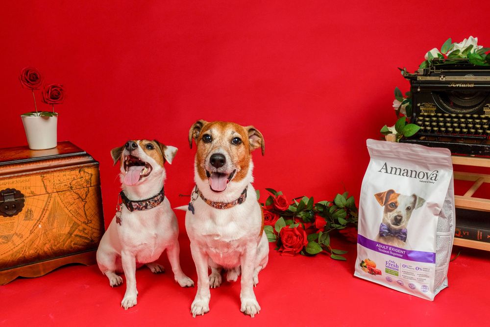 Dos perros con producto Amanova en fondo rojo. Fotografía publicitaria de mascotas en Barcelona por Daniel Giménez.