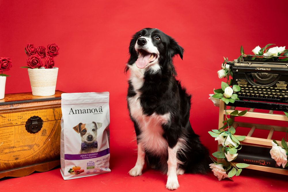 Border collie negro y blanco con producto Amanova en fondo rojo. Fotografía comercial de mascotas por Daniel Giménez Barcelona.
