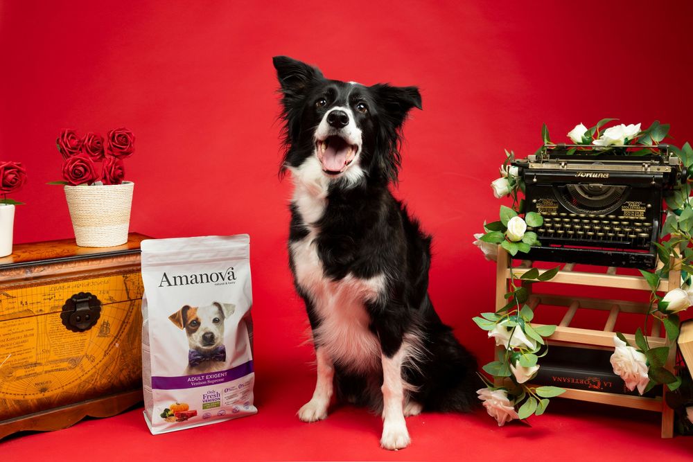 Border collie con producto de alimentación canina Amanova en fondo rojo. Fotografía publicitaria por Daniel Giménez.
