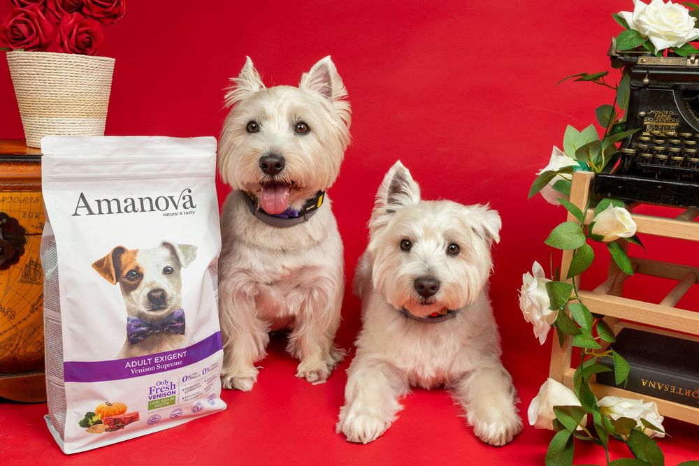 Dos perros blancos tipo webstie con producto Amanova en fondo rojo. Fotografía publicitaria canina en Barcelona por Daniel Giménez.