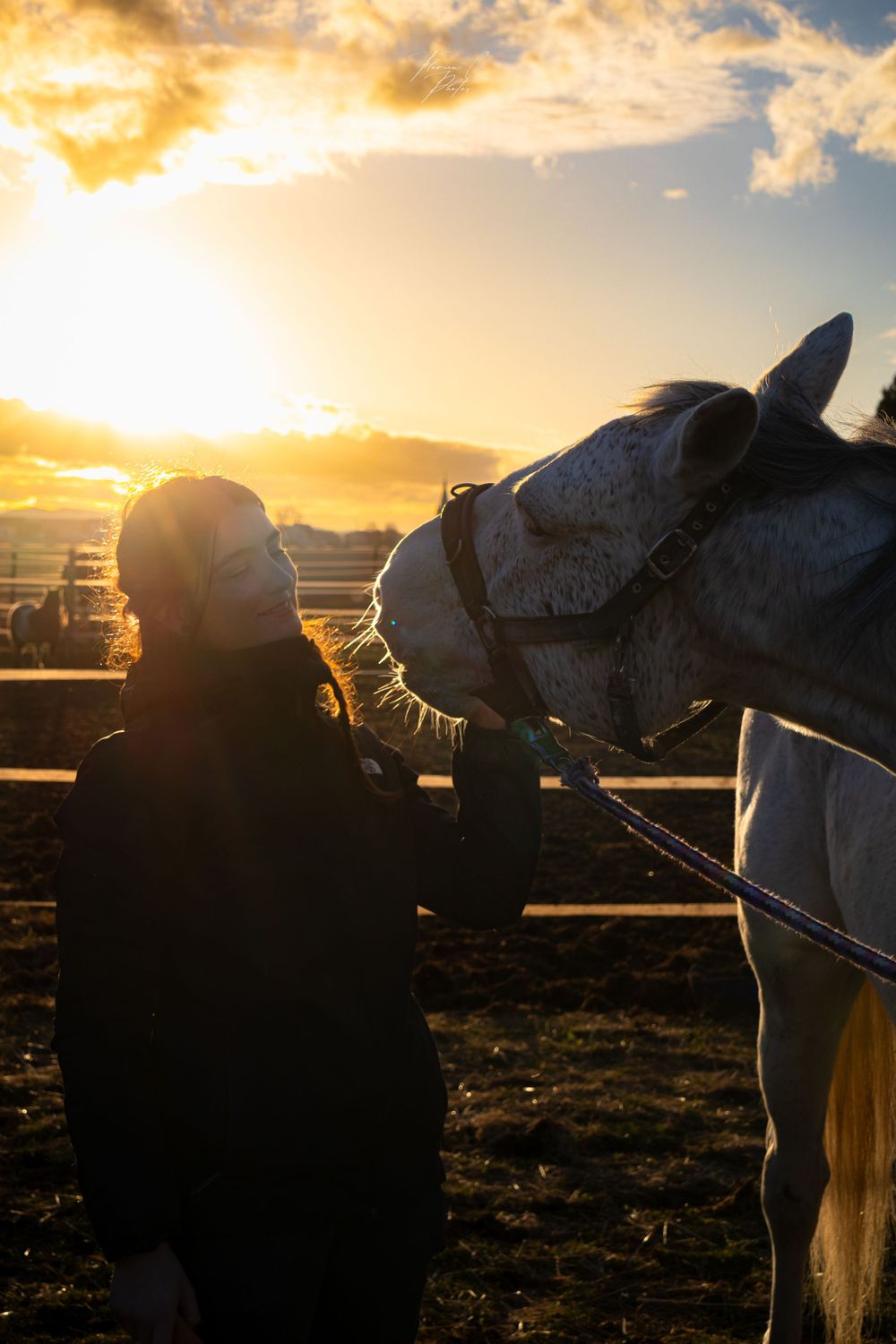 cheval / ostéopathe animalier / soin / bien-être animal / soleil / photo / Alsace