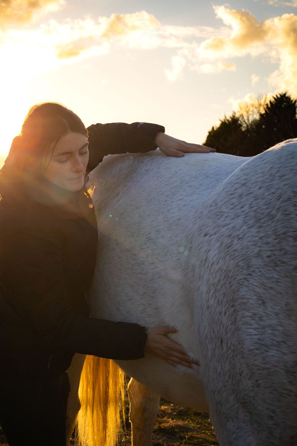 cheval / ostéopathe animalier / soin / bien-être animal / soleil / photo / Alsace