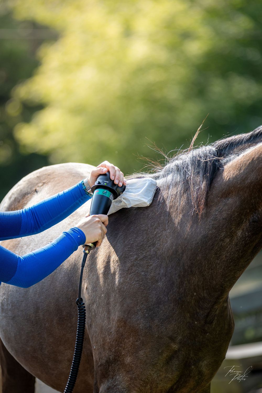 Séance massage équin / cheval / G5 équitec