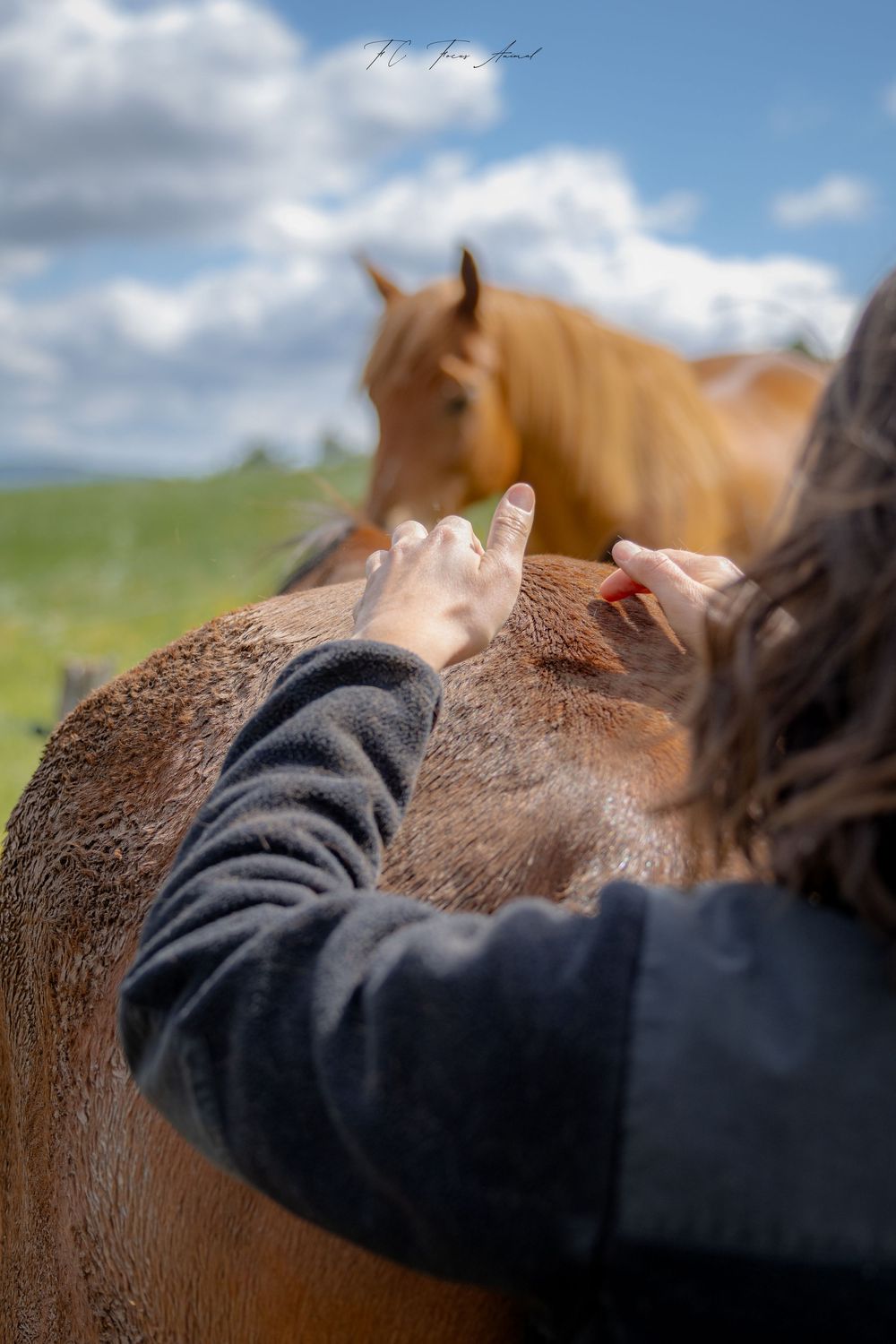Cheval / Ostéopathie animale / Bien-être animal / Alsace