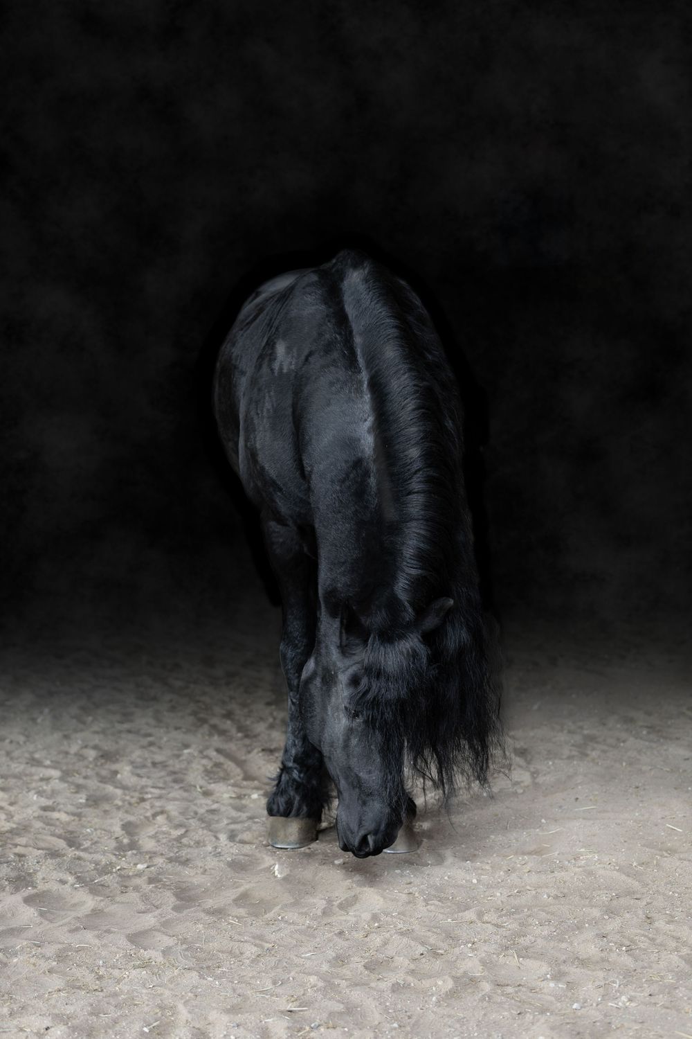 A black horse grazes on sandy ground against a dark, dramatic background in a striking equine portrait.
