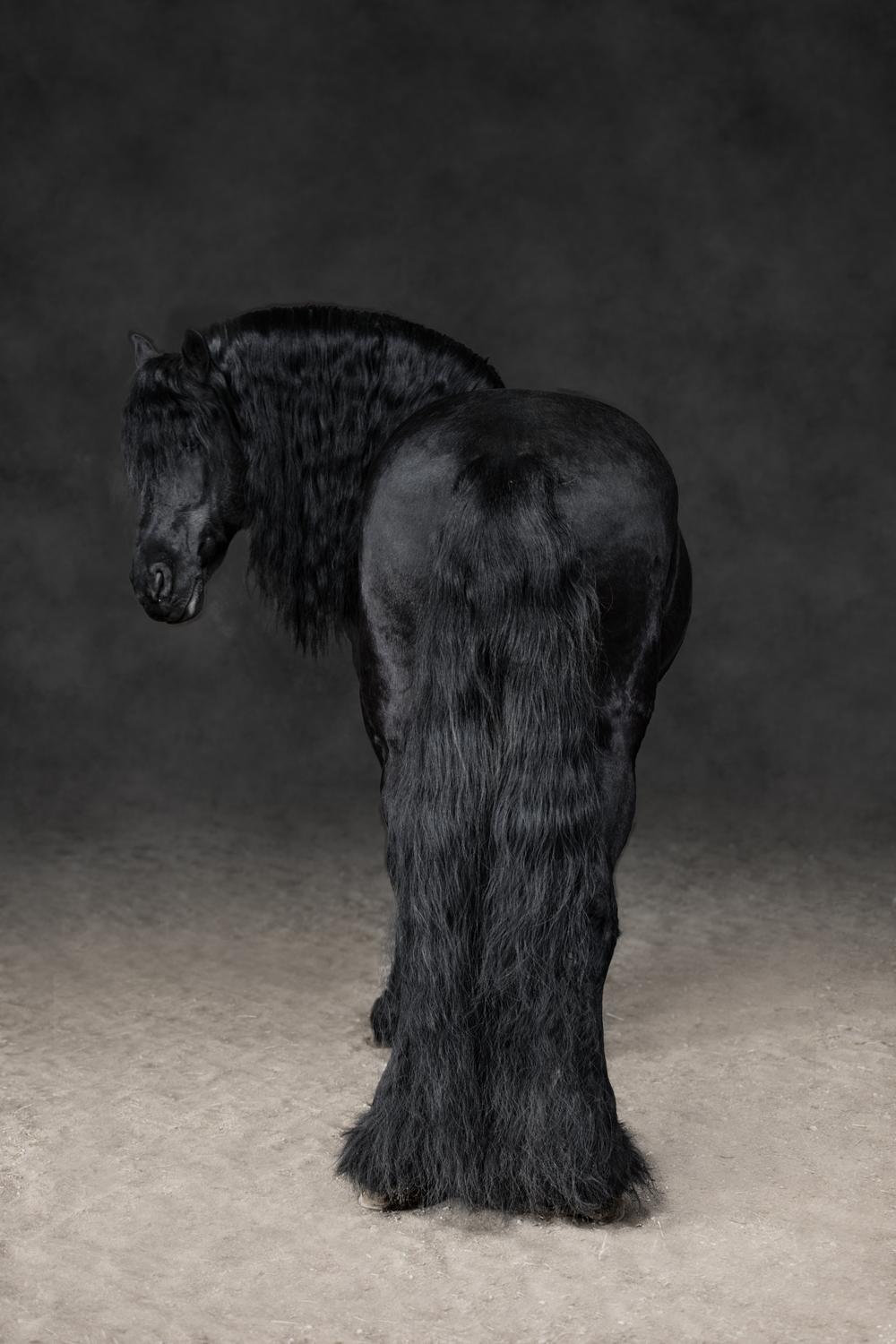 Majestic black Friesian horse with flowing mane photographed from behind in dramatic studio lighting.