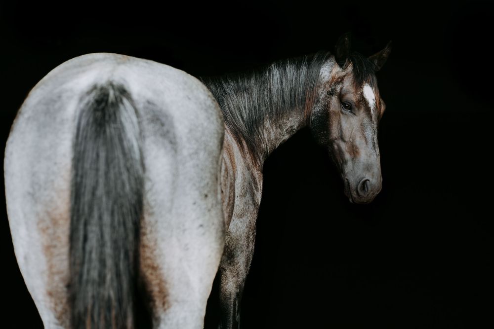 A dramatic side view of a dappled grey horse with dark mane against black background.
