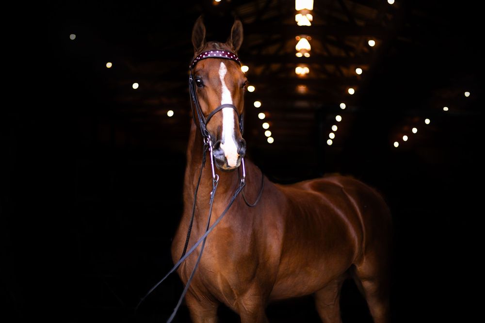 A chestnut brown horse gallops gracefully in a dark indoor arena with dramatic lighting and visible dust particles.