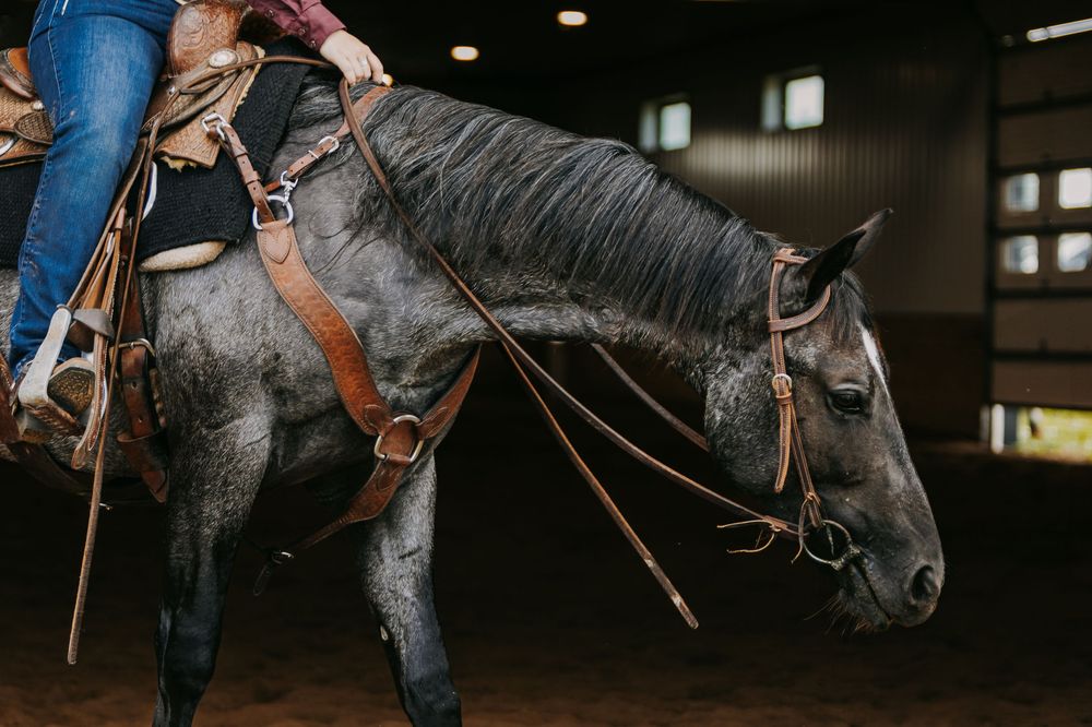 Close-up view of a dark horse wearing leather bridle and reins in a dimly lit stable.