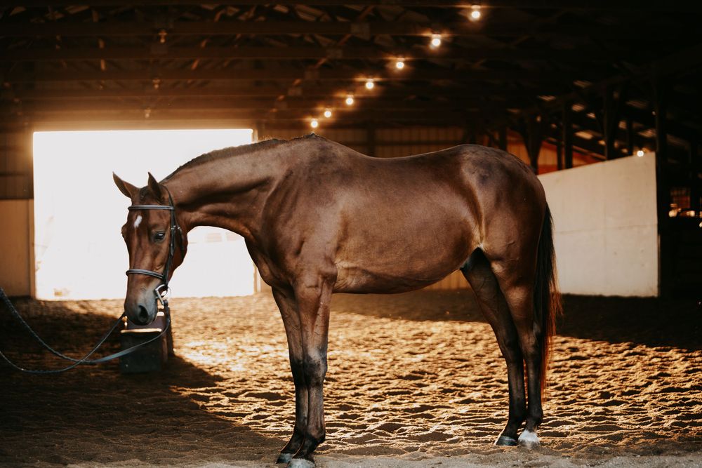 A sleek brown horse stands in profile on sawdust-covered ground inside an illuminated indoor riding arena.