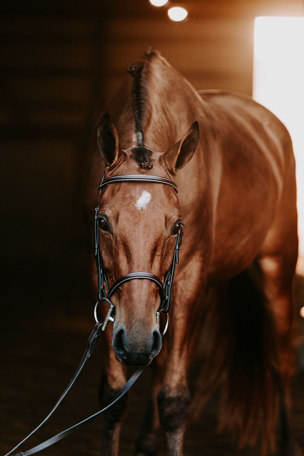 A chestnut brown horse wearing a leather bridle stands in a dimly lit stable with warm lighting overhead.
