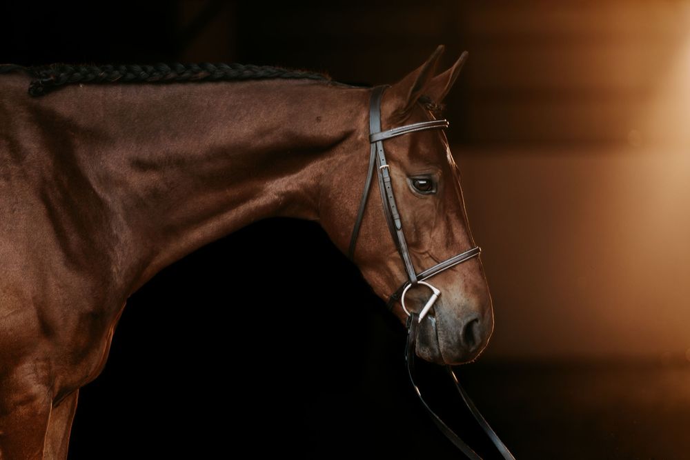 A series of seven close-up photographs showing brown horses wearing bridles and halters against dark backgrounds.