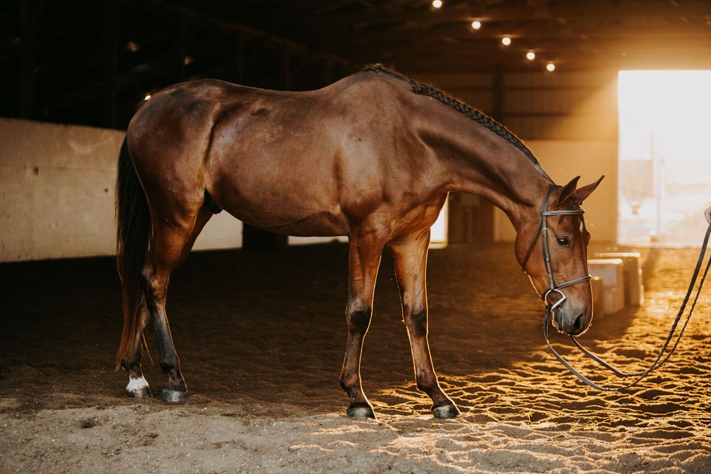 A brown horse stands in a stable illuminated by warm golden light filtering through the windows.