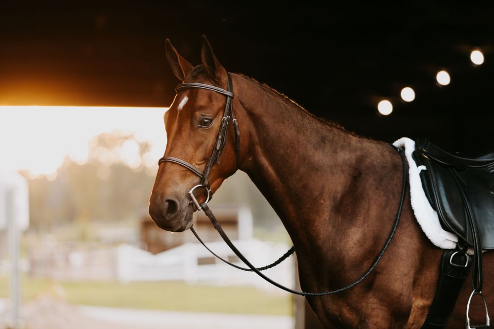 A majestic brown horse wearing a leather bridle and saddle stands in profile against a soft glowing background.