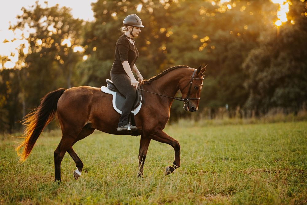 A chestnut horse gallops gracefully across a sunlit meadow at golden hour with trees in the background.
