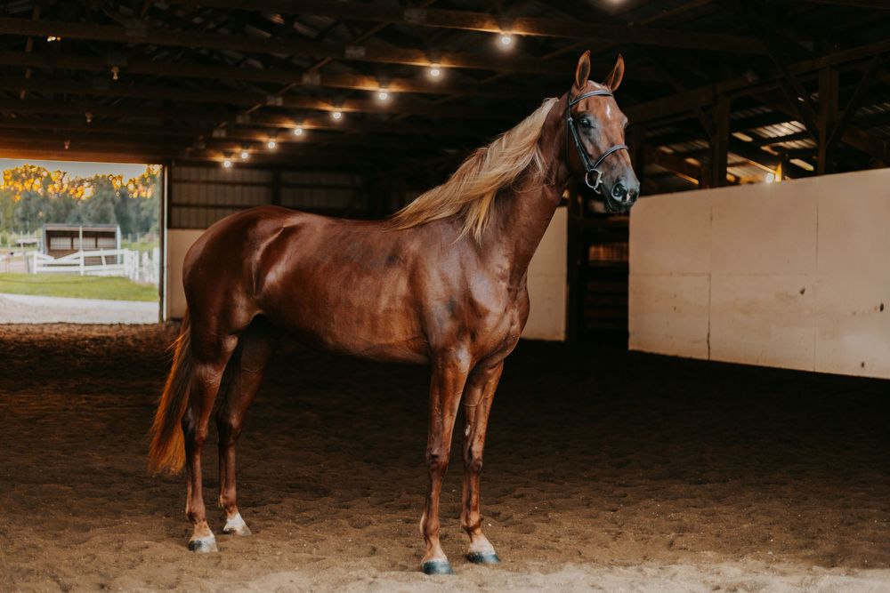 A majestic chestnut horse stands in an indoor riding arena with overhead lighting and wood paneled walls.