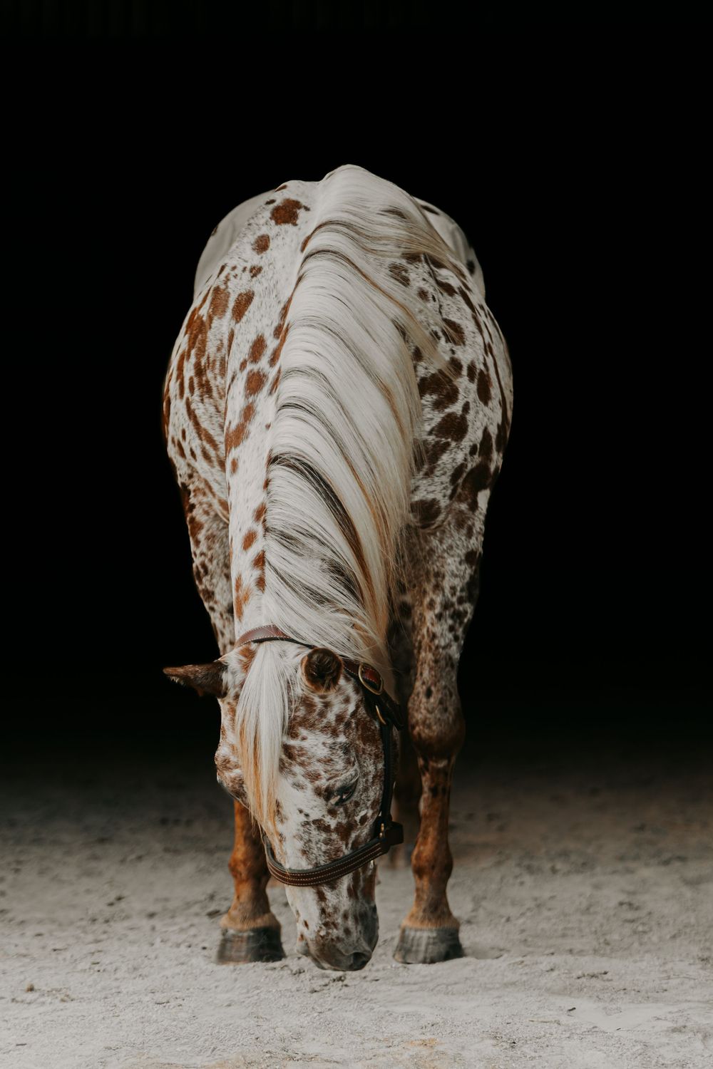 Appaloosa horse with white and brown spotted coat grazing with head down against a dark black background.