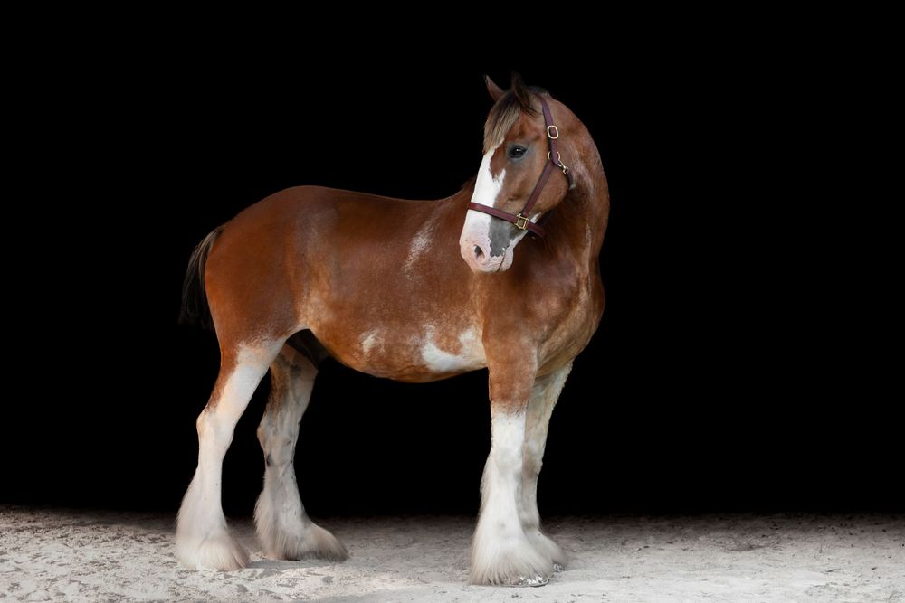 A majestic brown Clydesdale horse with white markings stands against a dark black background on sandy ground.