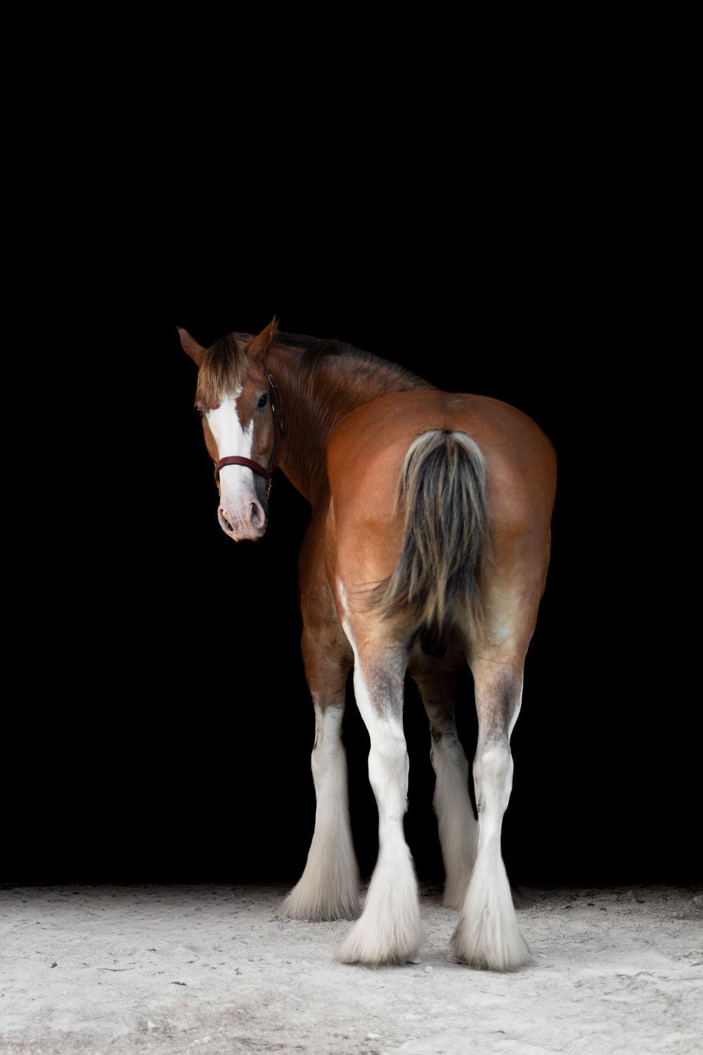 A majestic bay Clydesdale horse with white feathered legs and blaze stands against a dramatic black background.
