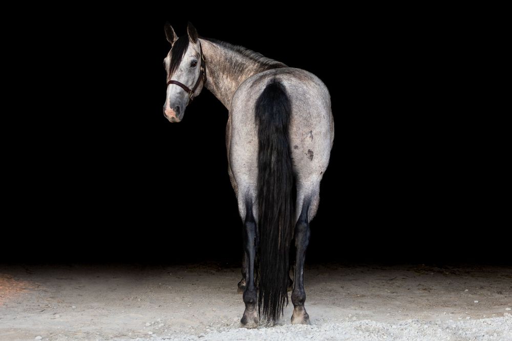 A majestic black and white horse stands in dramatic lighting against a dark background, showcasing its powerful silhouette.