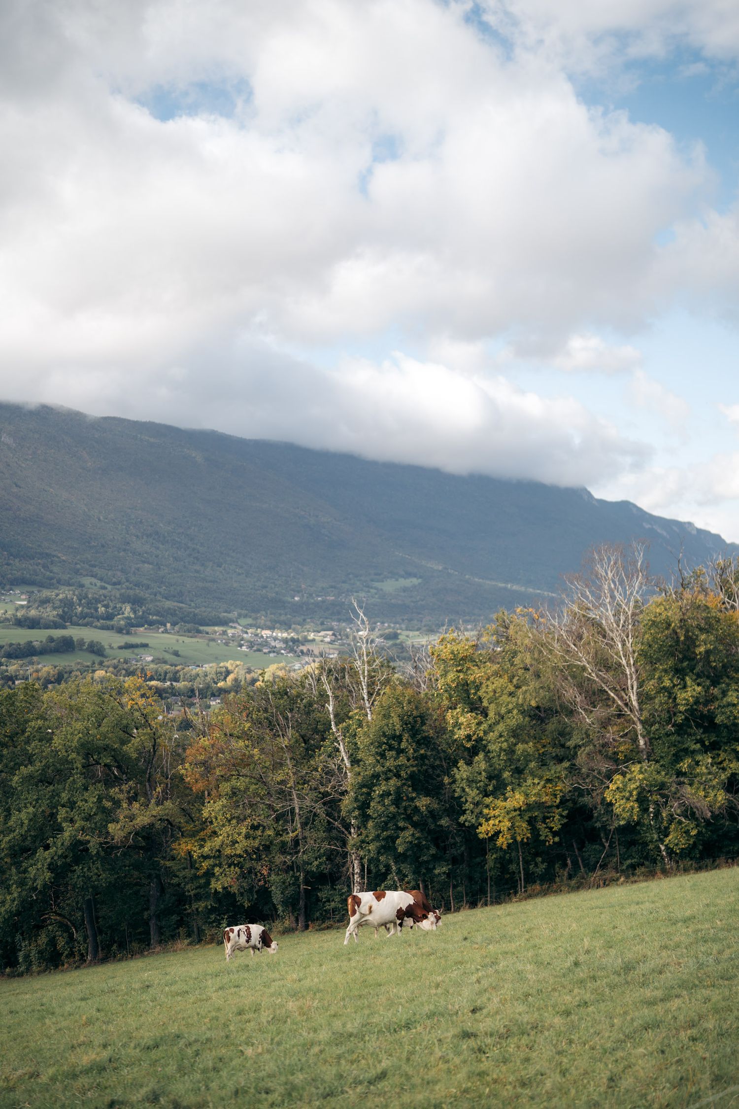 vache dans un champ au mont-chamoux à la motte-servolex