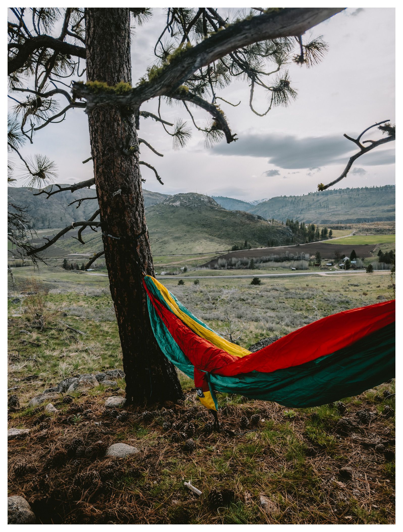 Colorful hammocks hanging between pine trees with mountain valley vista in background.