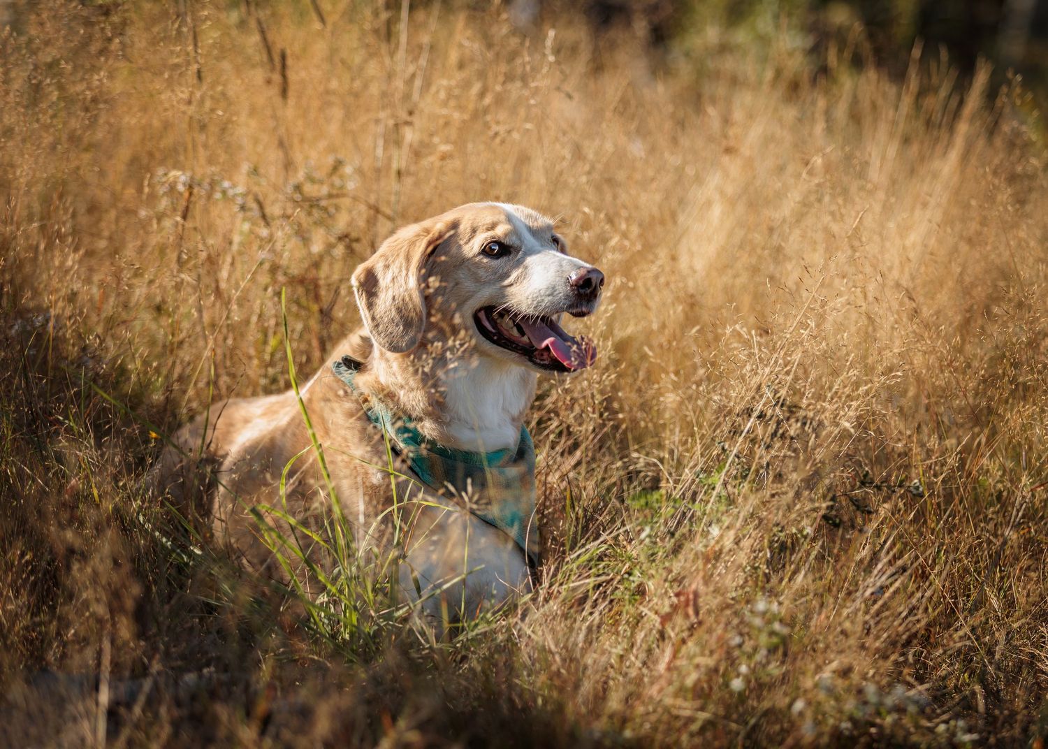 A tan and white dog sits in tall golden grass during sunset, creating a warm and serene outdoor portrait.