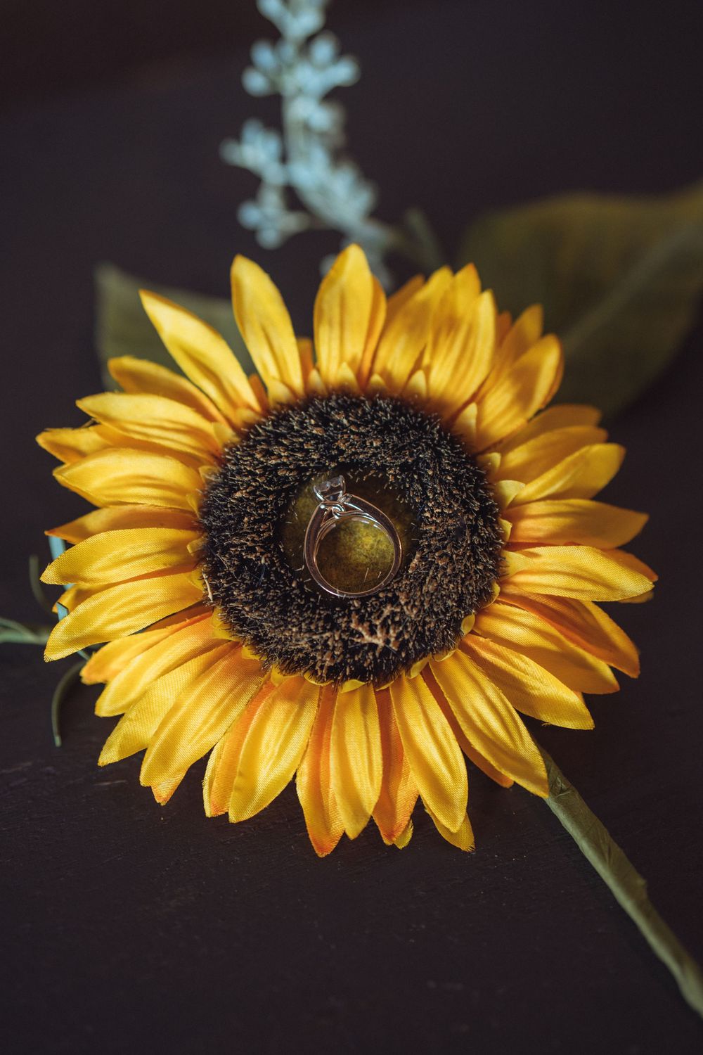 Stunning close-up of yellow sunflower petals against dark background.