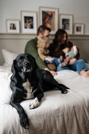 Black and white dog lies on bed in foreground while family relaxes behind in cozy bedroom setting.